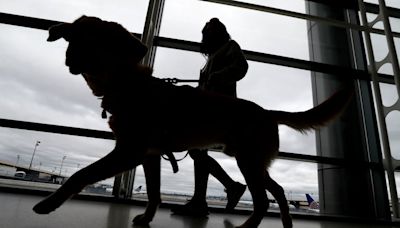 CDC announces new, tougher rules to bring a dog into U.S.