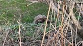 Man charged over discovery of dead giant tortoises in Devon