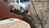 What you should know about pruning trees and when to prune them
