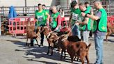 La cabra bermeya, protagonista en el ferial de Cabañaquinta