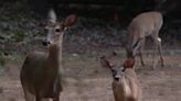 Tega Cay officials continue work on deer population with new community survey