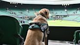 Hawks and Hounds: Inside the weird and wonderful world of Wimbledon's working animals