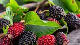 Unveiling 10 Reasons How Mulberries Can Improve Your Health