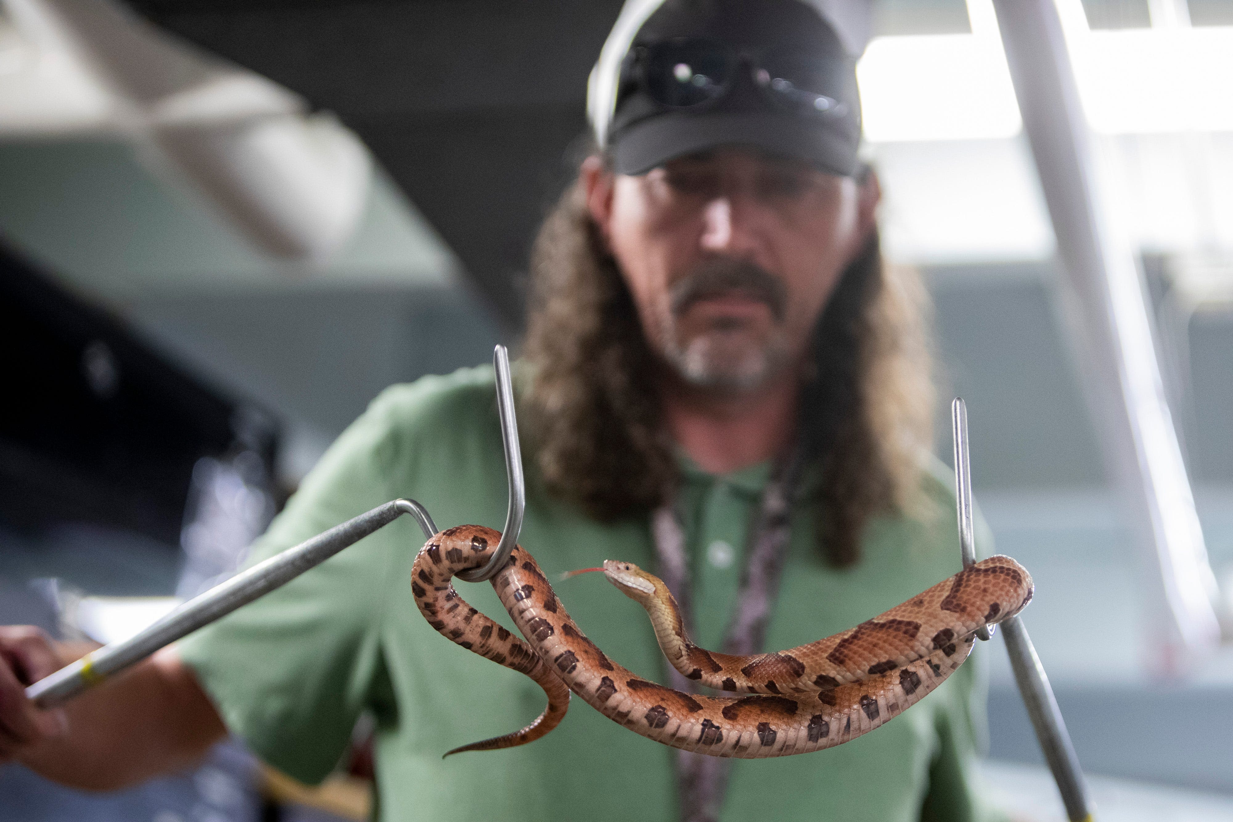 Everything to know about venomous snakes in Memphis from 'The Reptile Guy'