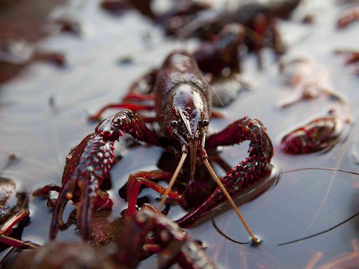 In Louisiana, a Crawfish Shortage Is Threatening a Way of Life