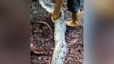 Mulher desaparecida é encontrada dentro de cobra píton de nove metros na Indonésia; veja vídeo