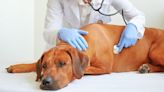 Ventricular Premature Complexes in Dogs: Symptoms, Causes, Treatments