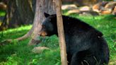 Bear Crashes 2-Year-Old's Birthday Party in Connecticut and the Video Is Priceless