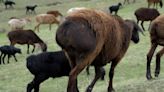 The giant sheep helping Tajikistan weather climate change