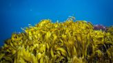 Seaweed carbon sink power revealed