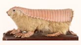 'Peculiar' pink fairy armadillos have a weird double skin not seen in any other mammal