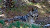 Conservationists call for action on Northwest wolf poaching