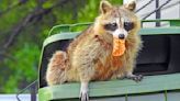 This *Food* Keeps Raccoons Away From Your Trash Can — Really!