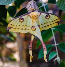 20 Moth Species More Beautiful Than Butterflies