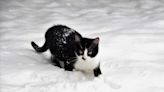 Une mutation génétique explique pourquoi ces chats finlandais ont un pelage si spécial