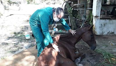 ‘Belém sem Tração Animal’: projeto inicia grupo de trabalho para viabilizar proteção de equinos