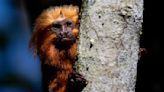 Race to vaccinate rare wild monkeys gives hope for survival