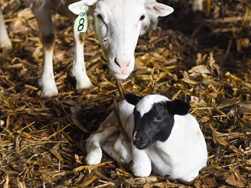 Wisconsin sees 16% increase in new and beginner farmers since 2017