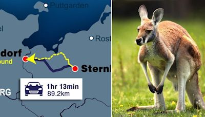 'Giant' kangaroo missing since New Year's Eve found 50 miles from home