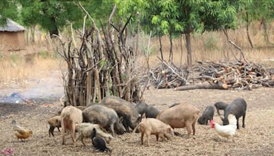 Estas enfermedades son graves y se transmiten de animales a humanos