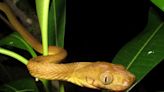 Invasive amphibian and reptile species cost world $17bn in three decades, study finds