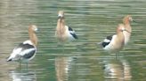 Avistan 2 nuevas especies de aves en el lago de San Juan de Aragón