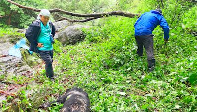 左胸驗出子彈 玉山台灣黑熊遭槍殺