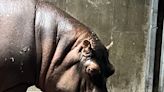 Adorable baby hippo born at Cincinnati Zoo: Celebrity hippo Fiona becomes a big sister