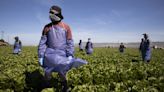 El calor extremo afecta a los trabajadores agrícolas en California: estos son sus derechos