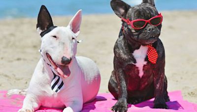 ¿Qué playas admiten perros este verano en España?