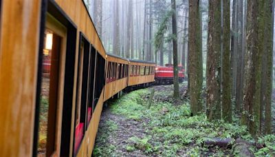 來場森林音樂會、嚐質感餐食 阿里山美學列車「福森號」玩法亮點全公開