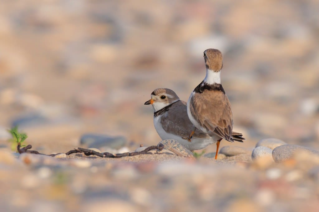 Endangered piping plovers return to breed on Lake County beach; ‘This is an amazing migration story’