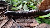 Giant millipede lost to science rediscovered in Madagascar’s jungle | CNN