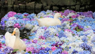 茨城的花之寺 雨引觀音、保和苑 | 蕃新聞