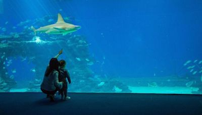Aquarium challenges negative perceptions of sharks