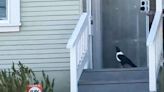 Missing California Zoo Bird That Escaped During Severe Storm Turns Up on Oakland Resident's Porch