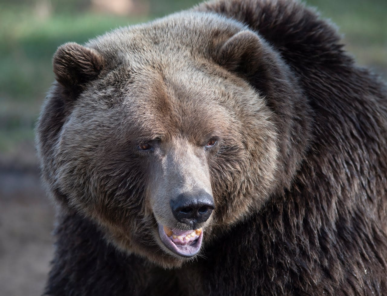 Bear-tracking study celebrates citizen science in Alberta's grizzly country