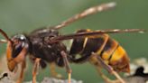 What is a yellow-legged hornet? The invasive species spotted in the US for the first time