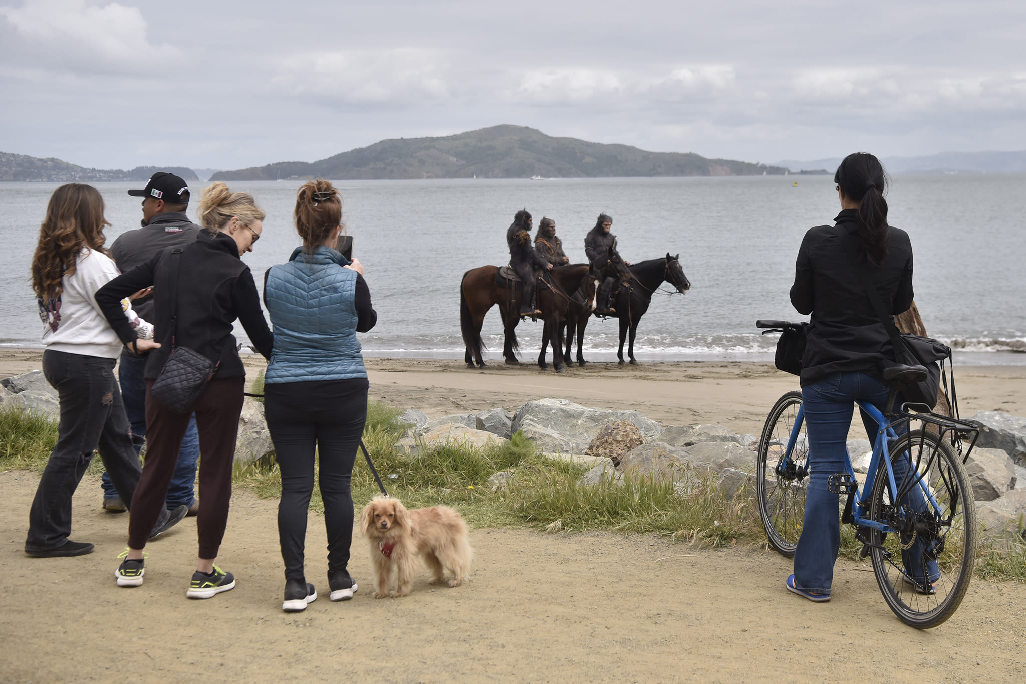 Costumed apes seen on horseback ride near Golden Gate Bridge