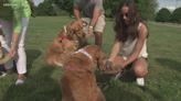 New Knox County dog park to open on Wednesday