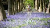 The best forests and gardens in the UK to see spring flowers