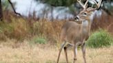 Deadly Deer Disease Spreads In Texas, With No Easy Explanation