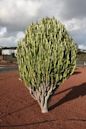 Euphorbia trigona