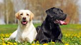 How Many Types of Labradors Are There? Really Only One, But Here's Why They May Look Different