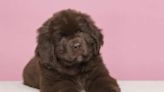 Newfoundland Puppies: Cute Pictures and Facts