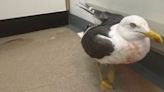 Gull shot with airgun in Cambridgeshire 'may not recover' after attack