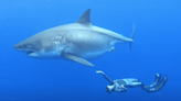 Video: Surfer Swims with ‘Record Breaking Largest Great White Shark’ (Throwback)