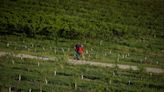 Chefs mourn for B.C.’s peaches but adapt to stone fruit wipeout