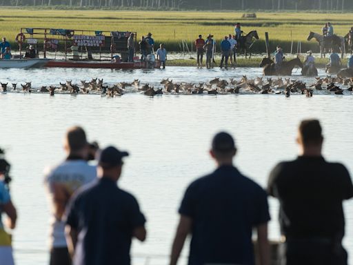 Chincoteague Pony Swim 2024: Follow along live here for all the latest updates