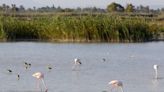 El menú de los flamencos alimenta el turismo de naturaleza en el sur de Alicante